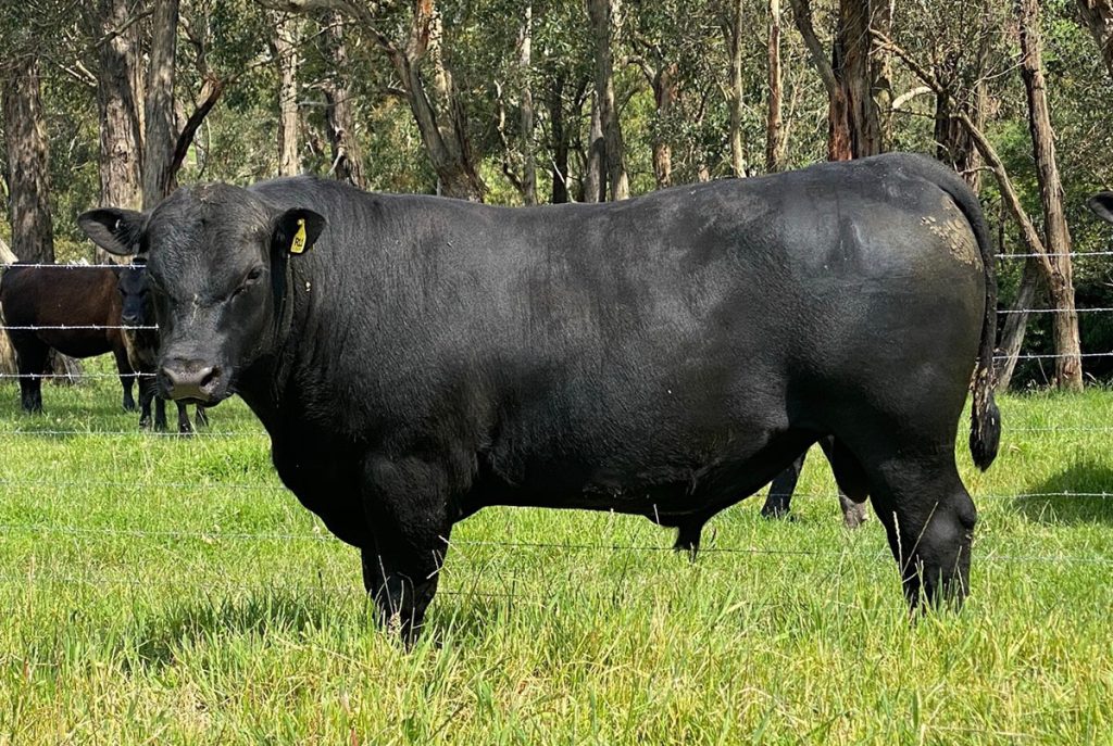 Alkira Renegade R11 - Product Image