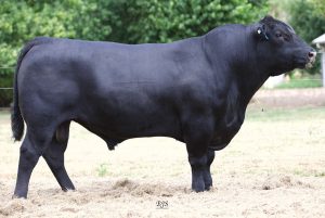 Waitara Quidditch Q43