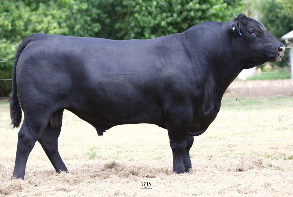 Waitara Quidditch Q43 - Product Image