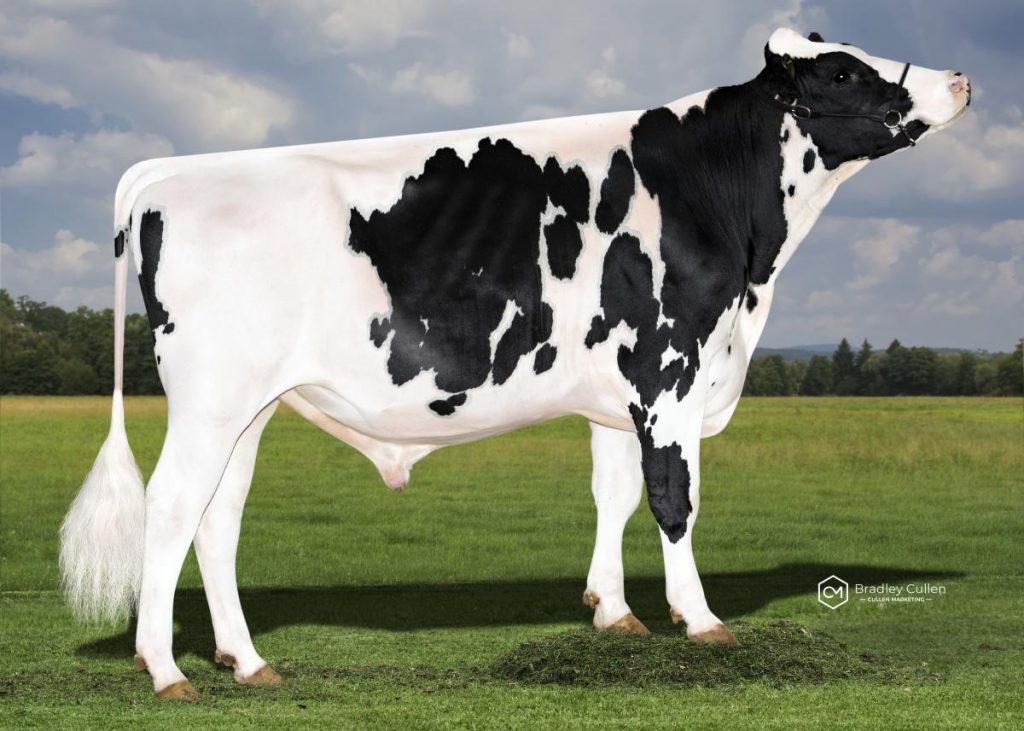 AMALFI - Product Image