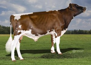 ARBFRIZELL