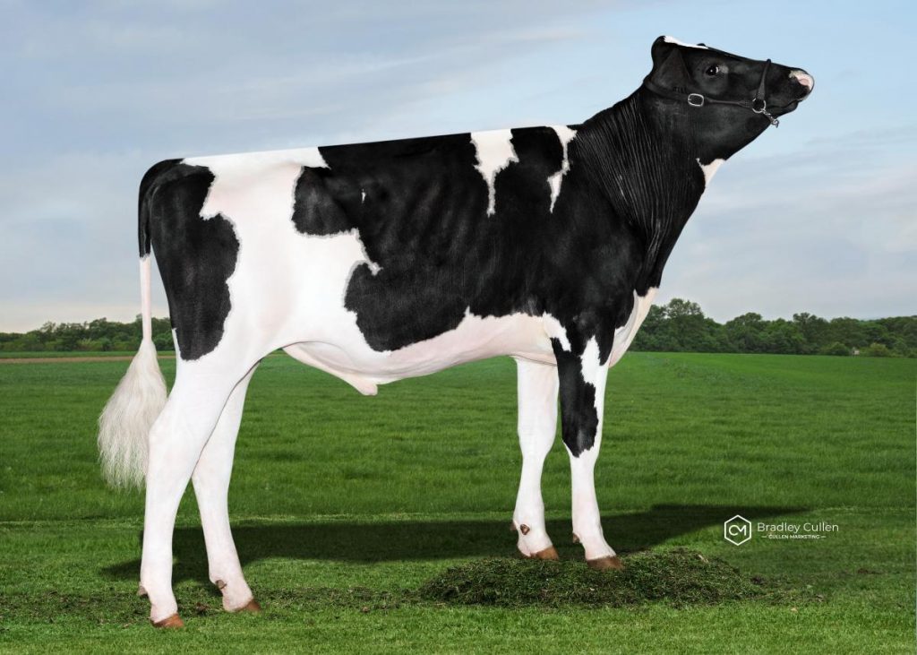 JOPPO - Product Image