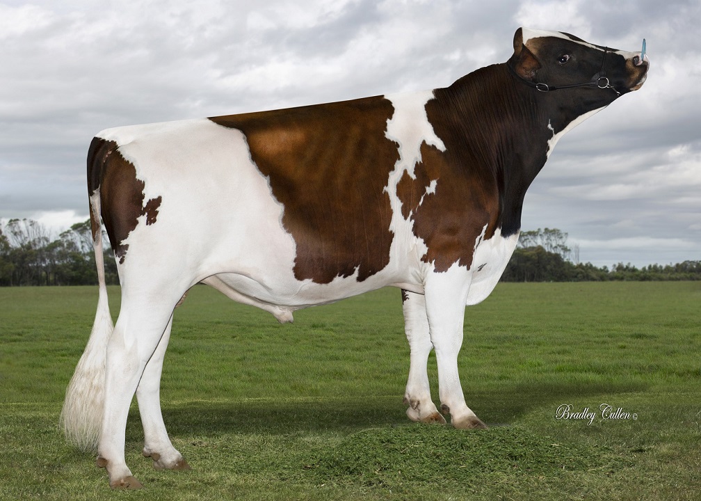 ARBCAESAR - Product Image