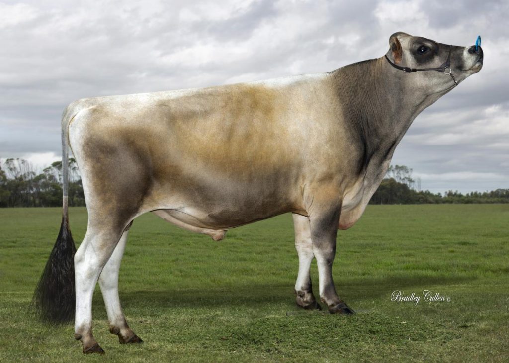DOBSON - Product Image
