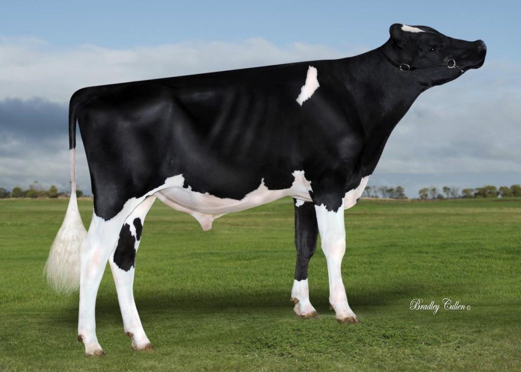 FRANKLAND - Product Image