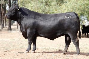 GRANITE RIDGE KAISER K26