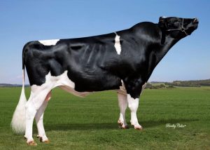 MAEBULL