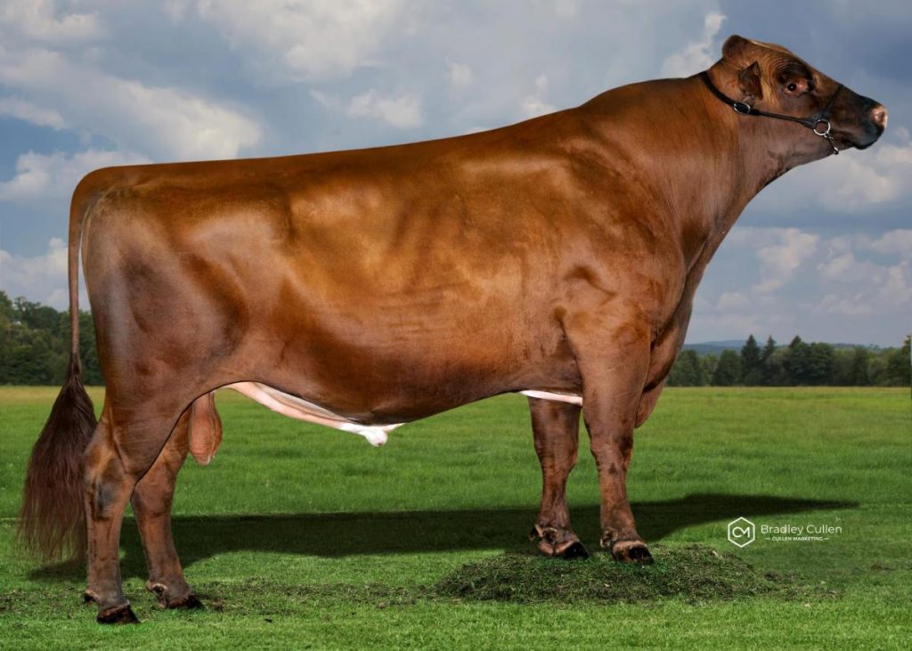 ARBOSCAR - Product Image