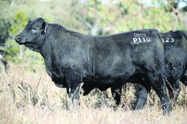 Millah Murrah Pepper P110